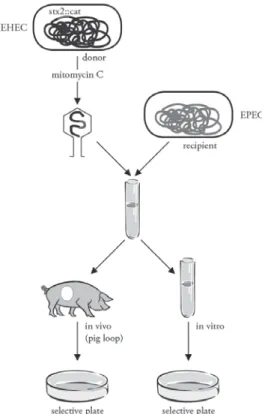 3. ábra. „EHEC” baktériumból mobilizált, jelzett stx2 toxingént tartalmazó fág sertés-EPEC-baktériumba való  átvitelét vizsgáló in vitro és in vivo (sertés-) kísérleti rendszer szemléltetése (Tóth et al