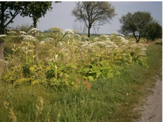 0-9. ábra: Heracleum sosnowskyi populáció virágzáskor. Bene-Tiszaújlak közötti főútvonal (Fotó: 