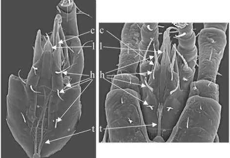 6. ábra: a nyűgatkák és a korongatkák gnathosomájának ventrális oldala (c: corniculi, l: 