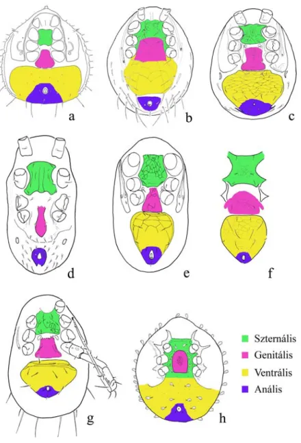 9. ábra: A ventrális oldalon megfigyelhető lemezek és összeolvadásaik (a: Zerconidae,   b: Hypoaspididae, c: Ascidae, d: Halolaelapidae, e-f: Macrochelidae, g: Podocinidae,  