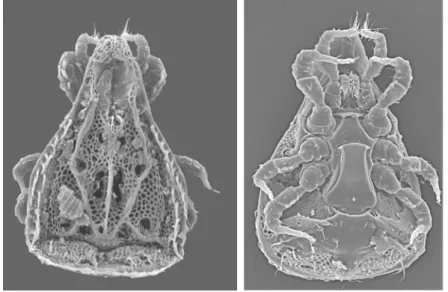 13. ábra: Trachytes aegrota dorzális és ventrális elektronmikroszkópos képe 