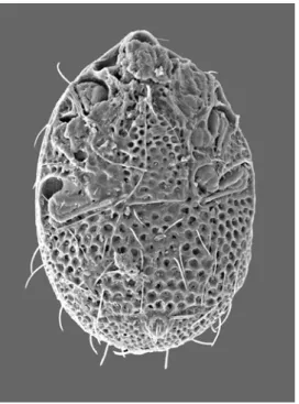 15. ábra: Trichouropoda elegans ventrális elektronmikroszkópos képe  Trichouropoda karawaiewi (Berlese, 1904) (16