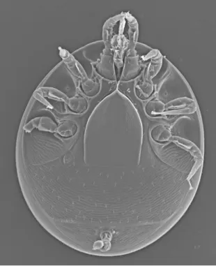 17. ábra: Trichouropoda orbicularis ventrális elektronmikroszkópos képe  Trichouropoda ovalis (C