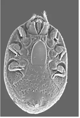 19. ábra: Nenteria stylifera ventrális elektronmikroszkópos képe  Urodinychidae Berlese, 1917 