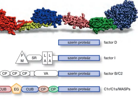 10. ábra. A fehérjék világára jellem- jellem-zô a moduláris építkezés. Aránylag kisszámú modulfajta megfelelô kombinációjával különbözô  funk-ciójú fehérjék alakíthatók ki, ahol az egyes modulok a részfunkciókat látják el