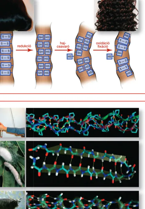 13. ábra. A természetben elôforduló fehérjék nagy része szerkezeti  fe-hérje. A hajat az alfa hélixekbôl felépülô keratin alkotja, a  térszer-kezetét a hélixek közötti  diszulfid-hidak jelentôsen befolyásolják