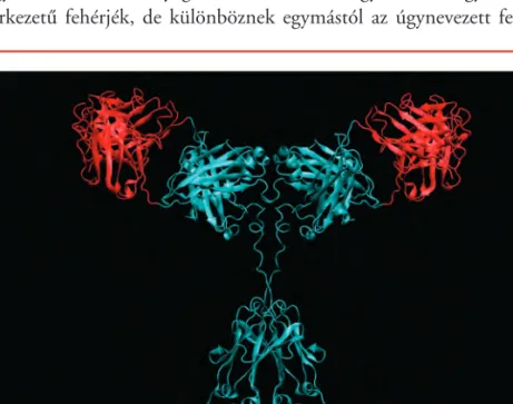 15. ábra. Az immunglobulin-mole- immunglobulin-mole-kulák a szervezet védelmében kulcsfontosságúak