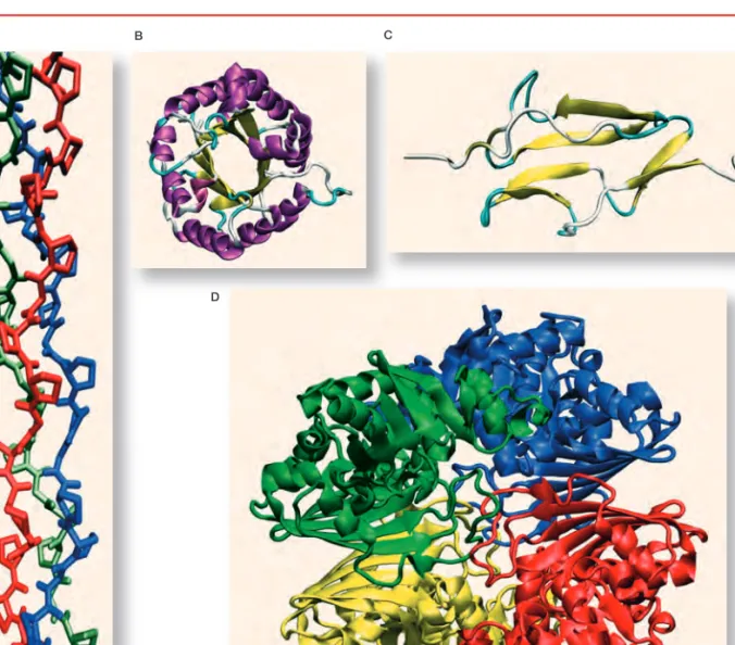 5. ábra. A fehérjemolekulák térszer- térszer-kezete sokféle. Vannak közöttük fibrilláris (A – kollagén), globuláris (B – trióz-foszfát izomeráz ),  modu-láris (C – Complement Control  Protein domén) és több  alegység-bôl álló (D –  gliceraldehid-3-foszfát-