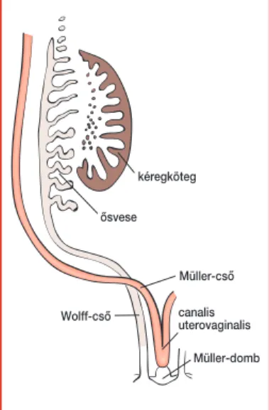 7. ábra. Wolff-csô és Müller-csôPrimordiális csôrendszer: