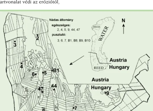 8. ábra. A Fertô magyar tórésze (nádas a csatornarendszerrel, vizsgálati helyekkel)