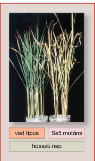 5. ábra. Mûködôképes fitokrómok hiányában virágzik a rizsnövény  (T. Izawa et al., 2000)