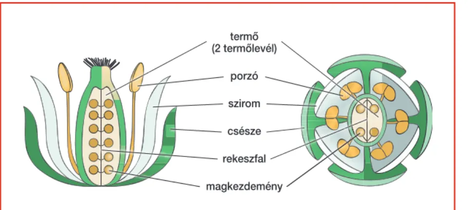 8. ábra. A virág szervei (J. D. Bewley et al., 2000)