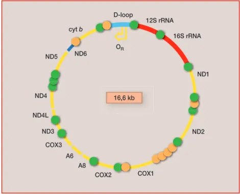 2. ábra. Az ember mitokondriális DNS-e D-loop 12S rRNA COX2 COX1COX3A8A6 16S rRNA ND1ND3ND2ND4ND4LND5ND6cyt bOR16,6 kb