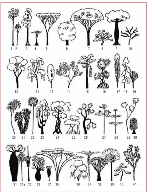 1. ábra. Negyvenegy különbözô fás növényi alapforma Venezuela trópusi növényvilágából