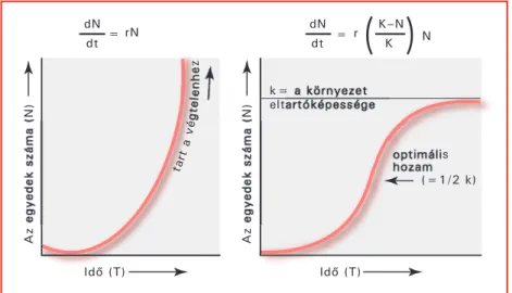 4. ábra. A populációnövekedés két alapvetô formája
