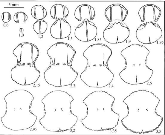 3. ábra: A Prionorhynchia polyptycha  ( O P P E L )  ( L ó k ú t i - d o m b ) sorozatcsiszolatának jellemző metszetei