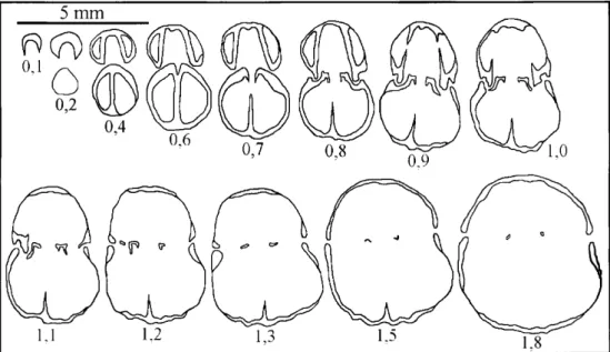 Fig. 4. Transverse serial sections of Cirpa fronto (QUENSTEDT) (Vöröshíd quarry). 