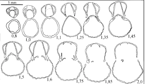 Fig. 5. Transverse serial sections of Calcirhynchia plicatissima (QUENSTEDT) (Lókút Hill)