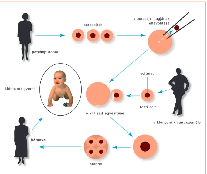 8. ábra. Reproduktív klónozás