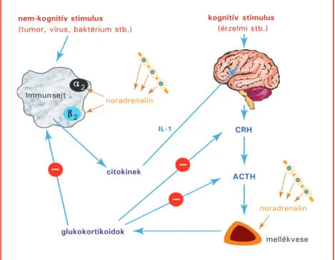 3. ábra. Az idegrendszer és az immunrendszer kapcsolata