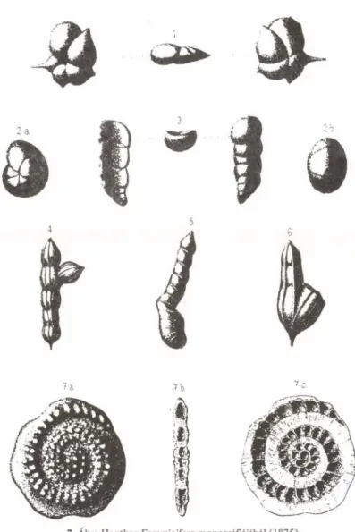 7. Ábra Hantken Foraminifera-monográfiájából (1875)