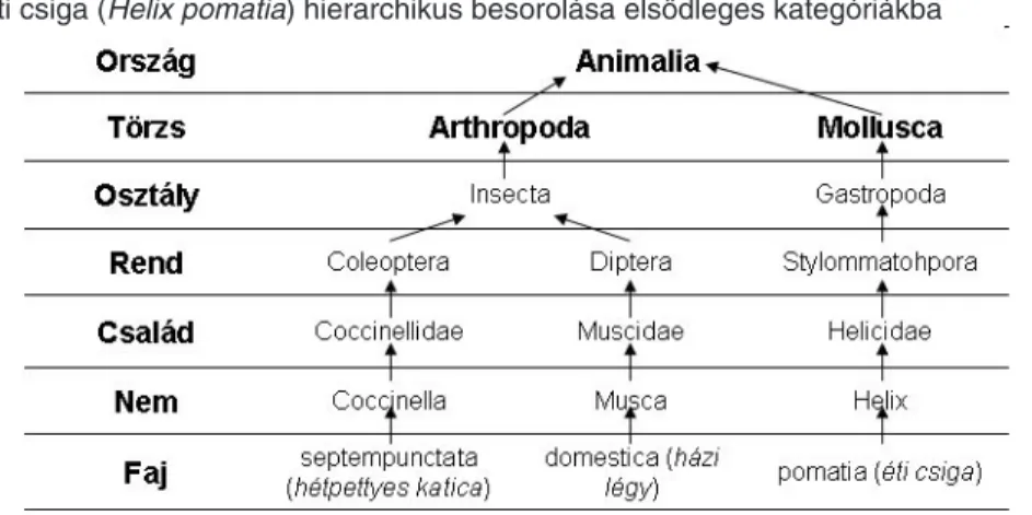 1. táblázat. A hétpettyes katica (Coccinella septempunctata), a házi légy (Musca domestica)  és az éti csiga (Helix pomatia) hierarchikus besorolása elsődleges kategóriákba
