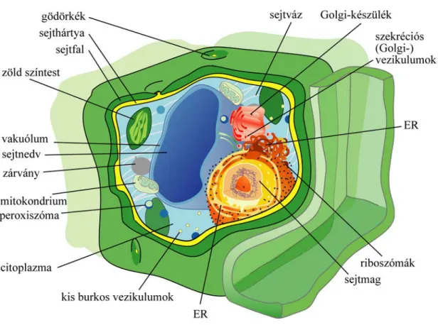 2.3.2. ábra: A növényi sejt felépítése 