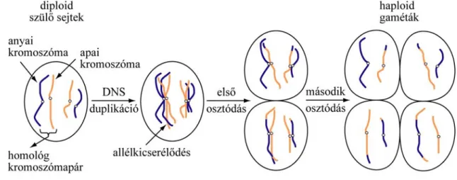 A meiózis (2.6.1. ábra) során kétszeres kromoszómakészletű (diploid) kiindulási sejtekből  egyszeres készletű (haploid) utódsejtek keletkeznek, amelyeknek az ivaros szaporodásban  van szerepük