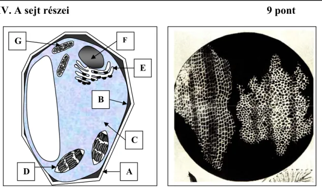 Az 1. ábra egy sejt vázlatos képe. Az ábrán látható „D” jelű sejtalkotó klorofillt (a  fotoszintézisben fontos szerepet játszó molekulát) tartalmaz