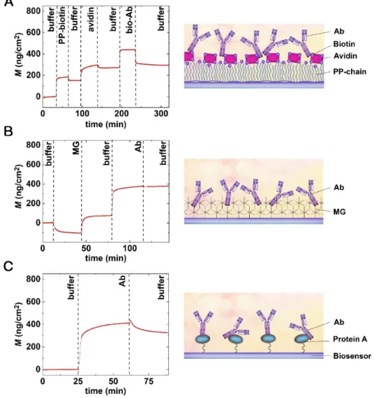 Figure 4A shows the real-time signal of layer deposition when biotinylated Abs were  immobilized through the avidin–biotin linkage