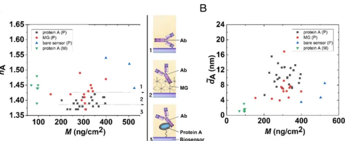 Figure 5. The measured surface mass densities of the Ab layers at the maximum sensor signal and  after washing off the reversibly bound protein mass