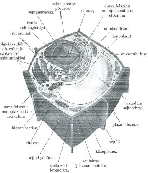 2. ábra. A növényi sejt térmodellje (Mauseth 1995 nyomán)