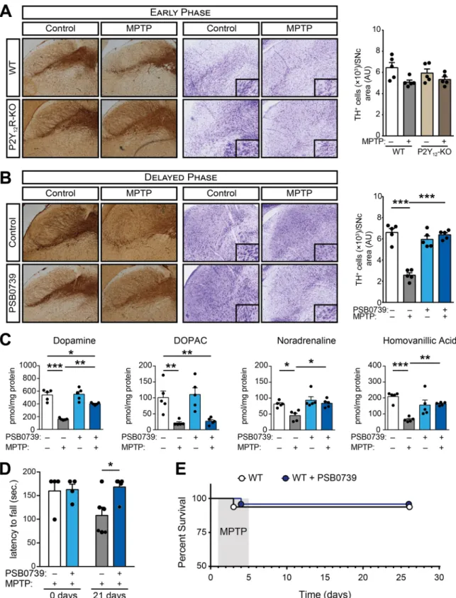 Fig. 4. P2Y 12 R blockade halts disease progression (A-E) WT or P2Y 12 -KO mice were treated with 20 mg / kg MPTP daily for five consecutive days, followed by  treatment with 0.3 mg / kg PSB 0739 or its vehicle