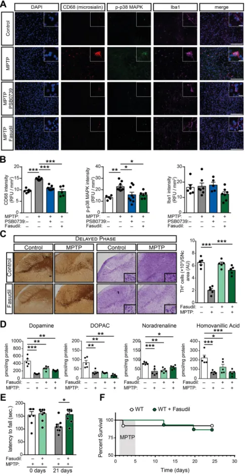 Fig. 6. Pharmacological P2Y 12 R or Rho-kinase blockade in  vivo  abolish  microglia  activation,  interrupts  disease   pro-gression and alleviates MPTP-induced Parkinsonism (A-F)  WT mice were treated with 20 mg / kg MPTP daily for five  consecutive days