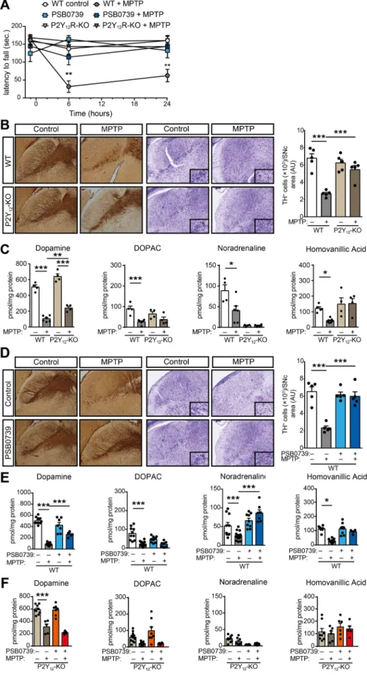 Fig. 2. P2Y 12 R gene deficiency and pharmacolog- pharmacolog-ical  blockade  is  protective  against  MPTP-induced  motor  impairment,  monoamine  depletion  and  neurodegeneration  (A-F)  WT  or  P2Y 12 -KO  mice  were pretreated with 0.3 mg / kg PSB 073