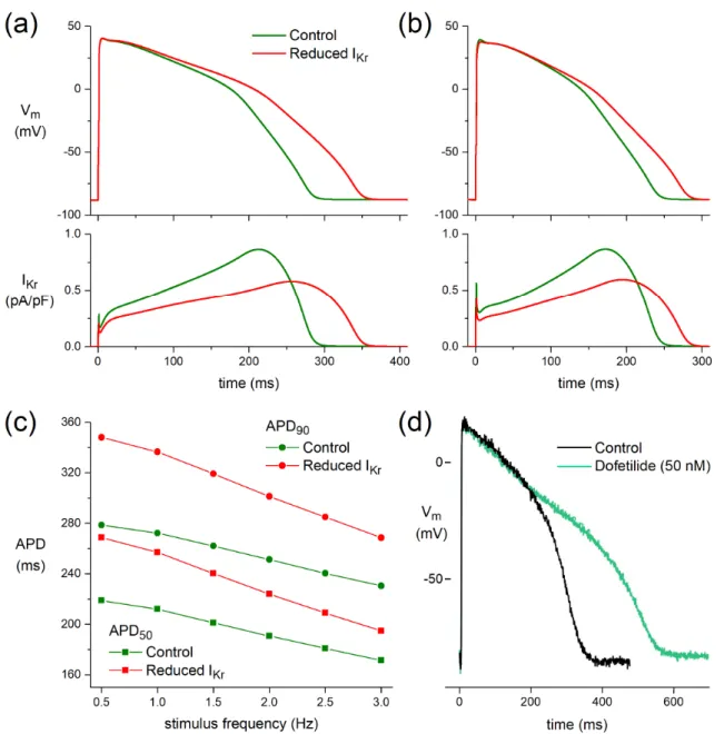 Figure 5c shows APD 50 and APD 90 at stimulus frequencies ranging from 0.5 to 3.0 Hz.