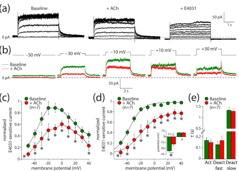 Figure 3. ACh reduces the rapid delayed rectifier K +  current (I Kr ) in hiPSC-CMs. (a) Typical current  traces in response to 4 s long depolarizing pulses from a holding potential of −50 mV under baseline  conditions (left panel) in presence of 5 µM ACh 