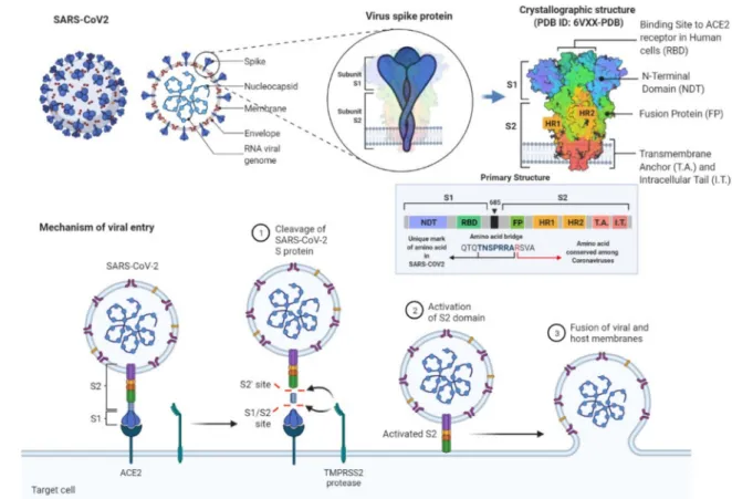 Figure 1. The schematic representation of the SARS-CoV-2 and its surface spike protein structure with their structural descriptions and detailed mechanisms of the viral entry to cells during infection.