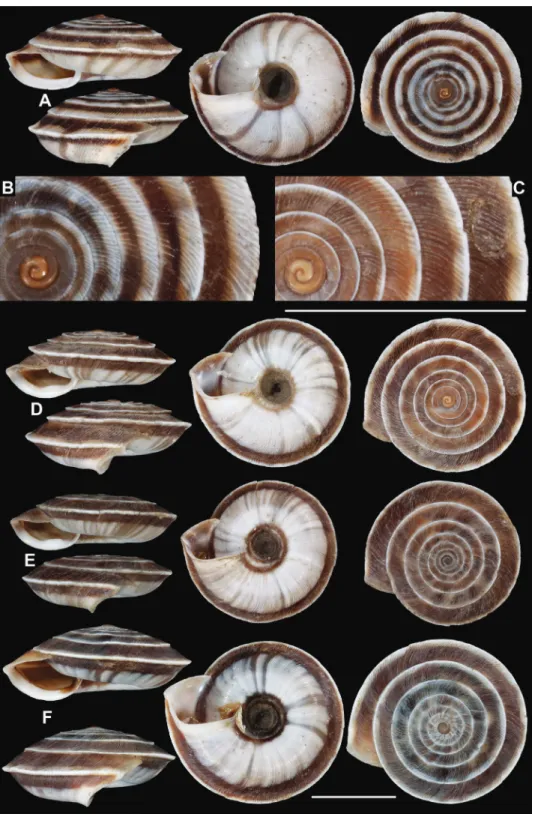 Figure 10.  Laeocathaica carinalis Chen &amp; Zhang, 2004 A, B 2016/70b C, D 2016/81 E 2016/82  F 2016/83