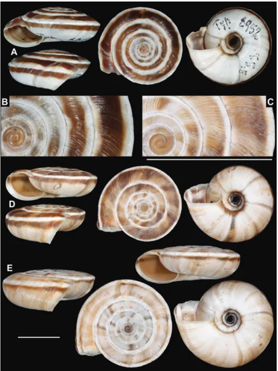 Figure 3.  Laeocathaica amdoana A, B lectotype (SMF 8952) C, D 2016/74, specimen2 E 2016/74,  specimen1