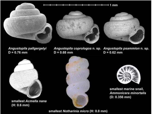 figure 4  Size comparisons of the former record holders, A. pallgergelyi, Acmella nana, Notharinia micro, the  smallest marine snail, Ammonicera minortalis, and the two new species described herein