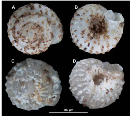 figure 2  Granules on the shell surface of A. coprologos n. sp. shells. A–B shows a shell with brown ‘mud’,  whereas C–D shows a shell with white (calcareous) granules.