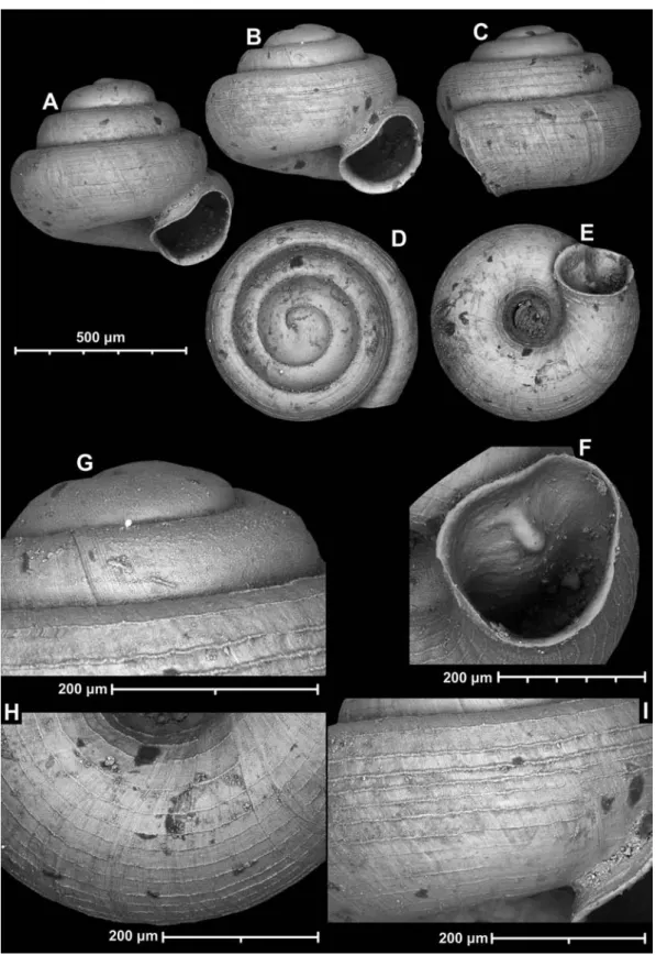 figure 3  Angustopila psammion n. sp. A: paratype, B–I: holotype.