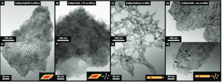 Figure 2. Nanostructure (lower and higher magnification TEM images) of cryoaerogel coatings consisting of A,E) h-NPLs, B,F) m-NPLs, C,G) h-NRs,  and D,H) m-NRs.