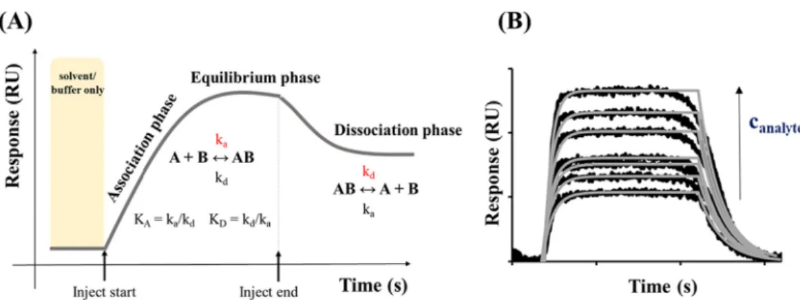 Fig. 6. (A) Determination of the real-time kinetic parameters (association (k a ) and dissociation (k d ) rate constants) of a studied system by using an SPR sensorgram