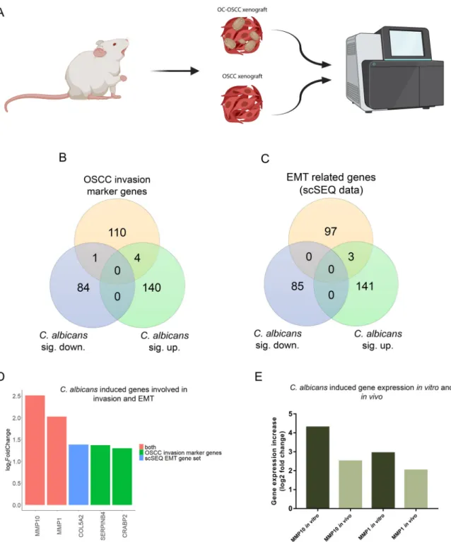 FIG 6 Transcriptomic analysis of in vivo tumor samples followed by oral candidiasis. (A) Schematic ﬁ gure of mRNA sequencing of OSCC xenograft and OC-OSCC xenograft tumor samples