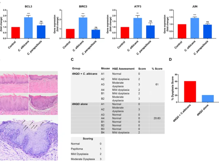 FIG 7 (A) Gene expression of carcinogens in OKF6/TERT2 immortalized cells; (B to D) C