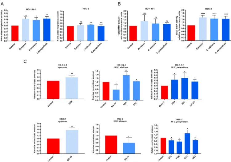 FIG 1 Effects of HI Candida and zymosan on HO-1-N-1 and HSC-2 oral squamous cell carcinoma cells in vitro