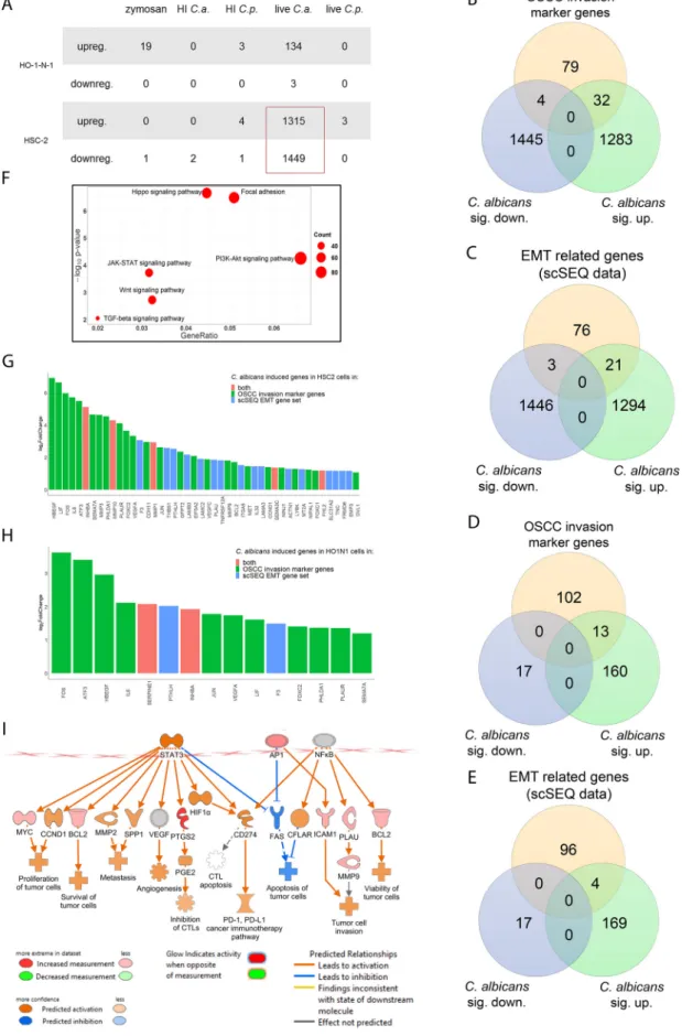 FIG 3 In vitro transcriptomic analysis. Candida albicans activates genes and signaling pathways involved in the OSCC metastatic processes