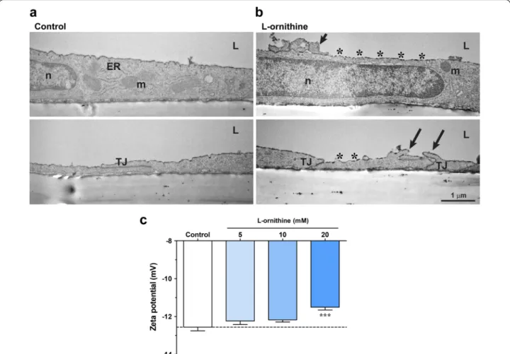 Fig. 8  a Transmission electron micrographs of primary rat brain endothelial cells kept in a triple BBB co‑culture model
